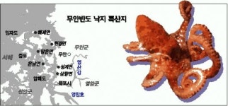 무안반도 세발낙지 씨 마른다