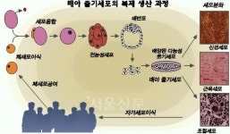 [‘생명복제’ 왜 희망인가] 임상적용·윤리문제 이중벽 넘어야