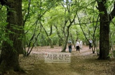 마지막 여름 잡으러 숲으로