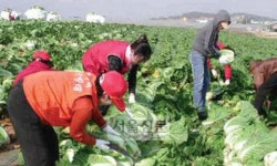 우리농산물로 담근김치 어디서 파나