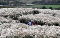 제주 한라산 관통로, 억새오름