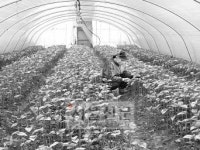 [노인시설 르포] 농사짓고 가족처럼 지내며 ‘인생2막’