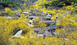 그리움 피는 산수유마을 가다