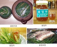 5월 솔잎 내시야를 덮다