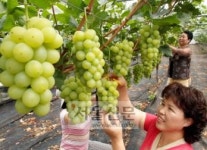 청포도 송이마다 사연도 알알이