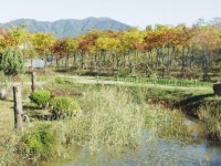 하남시, 가로수로 재활용