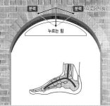 [신나는 과학이야기] 발바박은 왜 아치형일까?