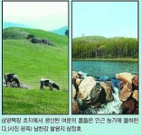 목장길 따라 野~好~~