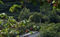 [지리산 산마을 이야기](28)경남 하동 화개 부춘마을