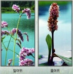 [현진오의 꽃따라산따라] (29) 경북 경산·영천 금호강 배후습지