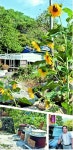 [지리산 산마을 이야기] (41) 경남 함양군 마천면 백무동