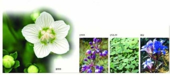 [현진오의 꽃따라 산따라](36)전라남도 진도
