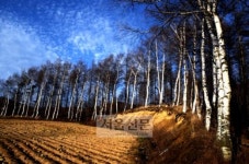 횡성 미술관 자작나무숲을 가다