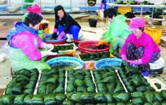 [내고장 이 맛!] 장흥·완도 매생이