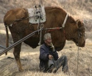 “워낭이 보러가자~” ‘워낭소리’ 소 이름 생겼다