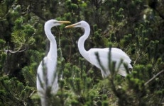 6월 삼호대숲은 백로 천국
