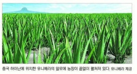 [코리아 대표기업 세계로-유통ㆍ제과] 유니베라