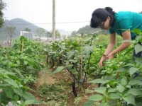 광주 ‘도심 주말농장’ 주민 쉼터로