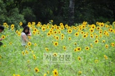 태백 매봉산·귀네미마을 고랭지 배추밭