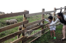 들리세요? 대관령 너머에서 가을이 오는 소리