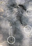 세계최대 익룡 발자국 경북 군위서 화석발견