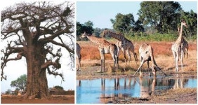 [유엔 세계생물다양성 보고서] 생물 20분에 1종씩 소멸… 멸종비율 1000배 빨라져