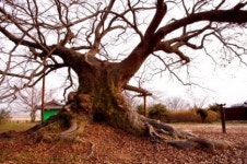 [고규홍의 나무와 사람이야기] ⑫ 전북 김제 행촌리 느티나무