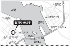 [고규홍의 나무와 사람이야기]⑭ 충남 당진 부곡리 필경사 향나무