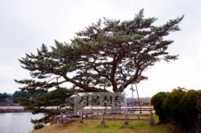 [고규홍의 나무와 사람이야기] (23) 제주 애월읍 수산리 곰솔