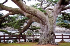 [고규홍의 나무와 사람이야기] (23) 제주 애월읍 수산리 곰솔