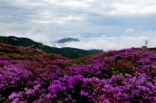 합천 황매산 철쭉 축제  새달 8일부터 22일까지