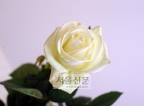 ‘장미의 진화’ 피어나는 파주 화훼농장 가 보니