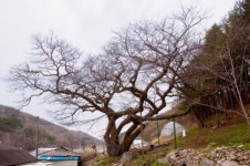 [고규홍의 나무와 사람이야기] (31) 평창 운교리 천연기념물 밤나무