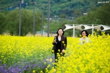 서래섬 유채꽃 축제, 황홀한 유채섬으로의 나들이