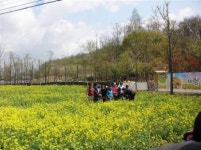 내가 만든 유채씨油 넣었더니 자동차 ‘씽씽’