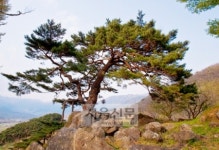 [고규홍의 나무와 사람이야기] (34) 경남 하동 축지리 문암송