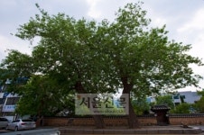 [고규홍의 나무와 사람이야기] (37) 정선 봉양리 뽕나무