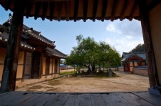 [고규홍의 나무와 사람이야기] (49)문경 장수황씨 종택 탱자나무