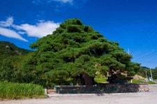 [고규홍의 나무와 사람이야기] (50) 울진 행곡리 ‘처진소나무’