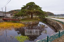 [고규홍의 나무와 사람이야기] (52)상주 판곡리 낙화담 소나무