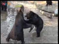 곰 사파리 잔혹사 충격…새끼곰 3년만에 쿠데타 부친원수 갚아