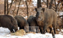 [Weekend inside] 무법자 멧돼지 출몰에 잠 못 이루는 농촌 마을