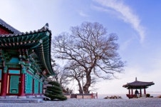 [고규홍의 나무와 사람이야기] (59) 김제 망해사 팽나무