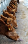‘송아지 1만원’ 한우값 대책 “군납 돼지고기 → 쇠고기로”