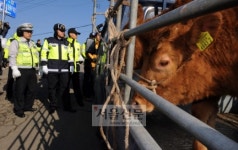 깊어가는 ‘牛患’
