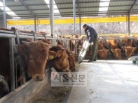 [커버스토리-축산농가 울리는 ‘소값 파동’] “천연사료·공동가공-판매점… 가격파동 몰라요”