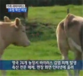 유럽 가축 괴바이러스 확산…기형 출산에 사산까지 축산농 공포