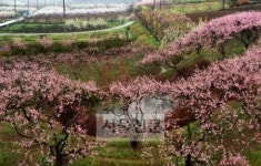 산과 물, 인심 맑은 三淸의 땅, 청도에서 만난 세 가지 추억