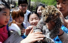 어허 이래 봬도 나 표범이야