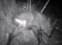 멸종위기 산양이 도로변에…